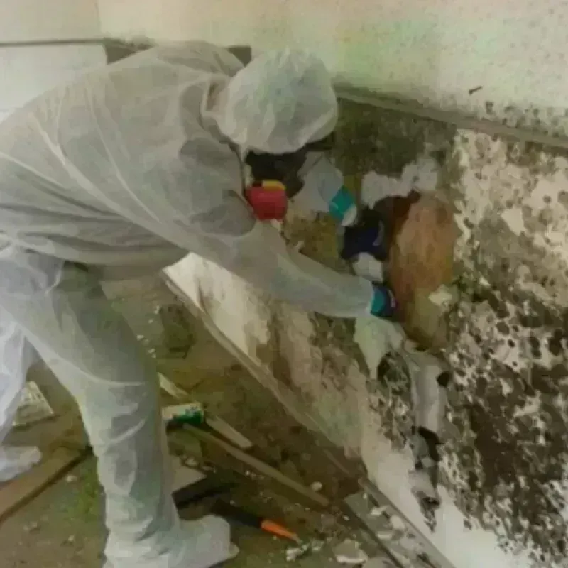 Mold Remediation and Removal in Elkhart, TX